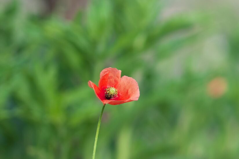 SAMYANG AF 50mm F1.4 FE II : F1.4-等倍