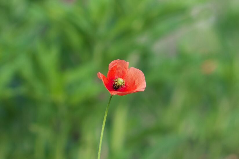 SAMYANG AF 50mm F1.4 FE II : F1.4-等倍