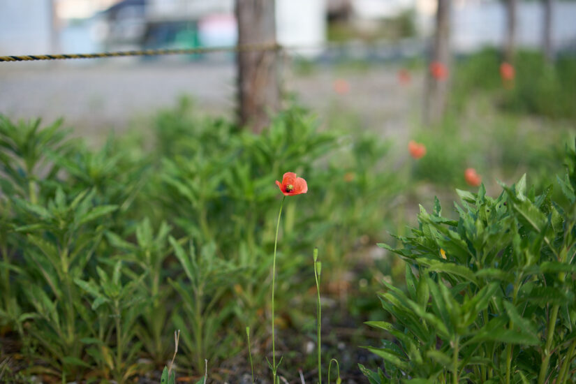 SAMYANG AF 50mm F1.4 FE II : F1.4