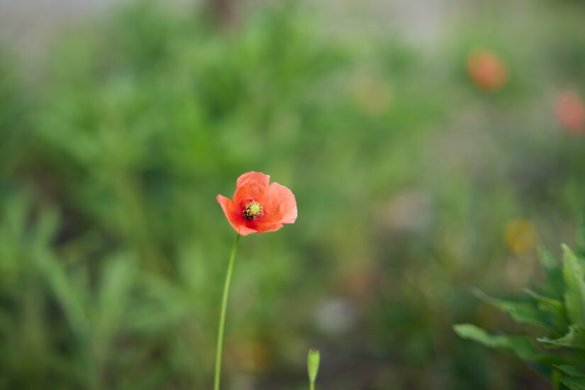 SAMYANG AF 50mm F1.4 FE II : F1.4