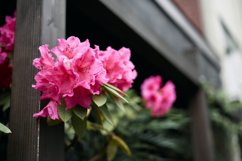 ILCE-7CM2 ( f/1.4, 1/800sec, ISO-100, 50mm )