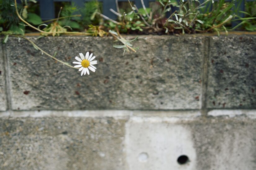 ILCE-7CM2 ( f/1.4, 1/2000sec, ISO-100, 50mm )