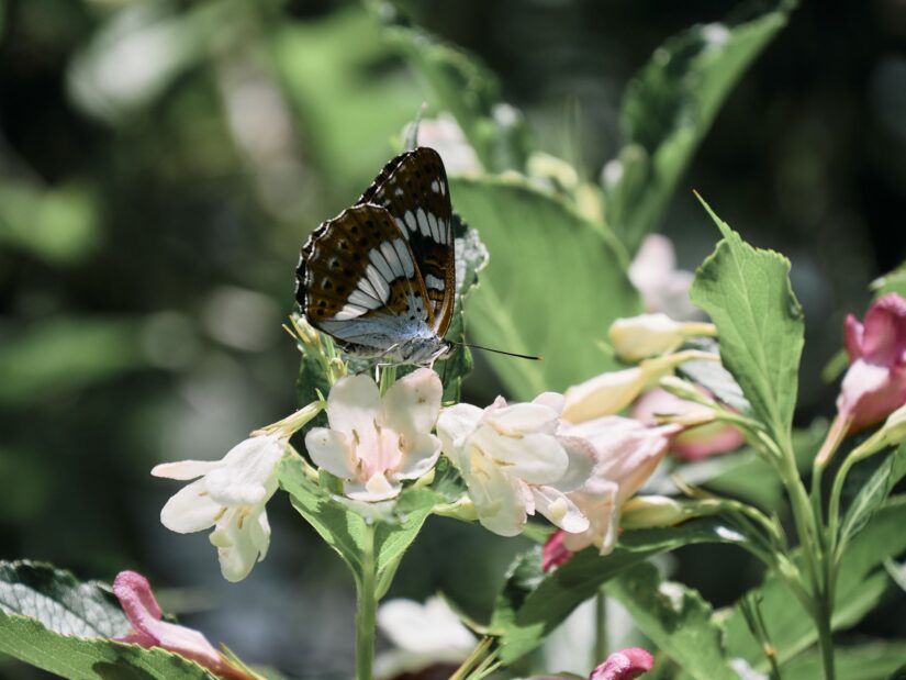OM-5 ( f/5.6, 1/800sec, ISO-200, 140mm )