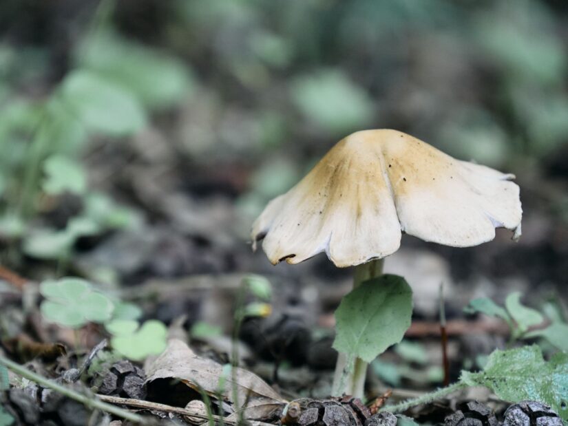 OM-5 ( f/5.6, 1/100sec, ISO-1600, 140mm )
