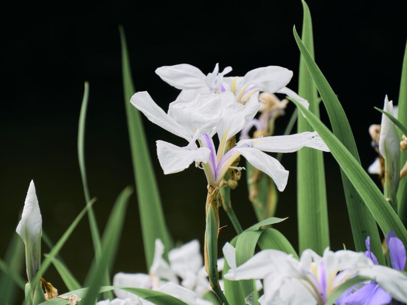 OM-5 ( f/5.6, 1/250sec, ISO-250, 140mm )