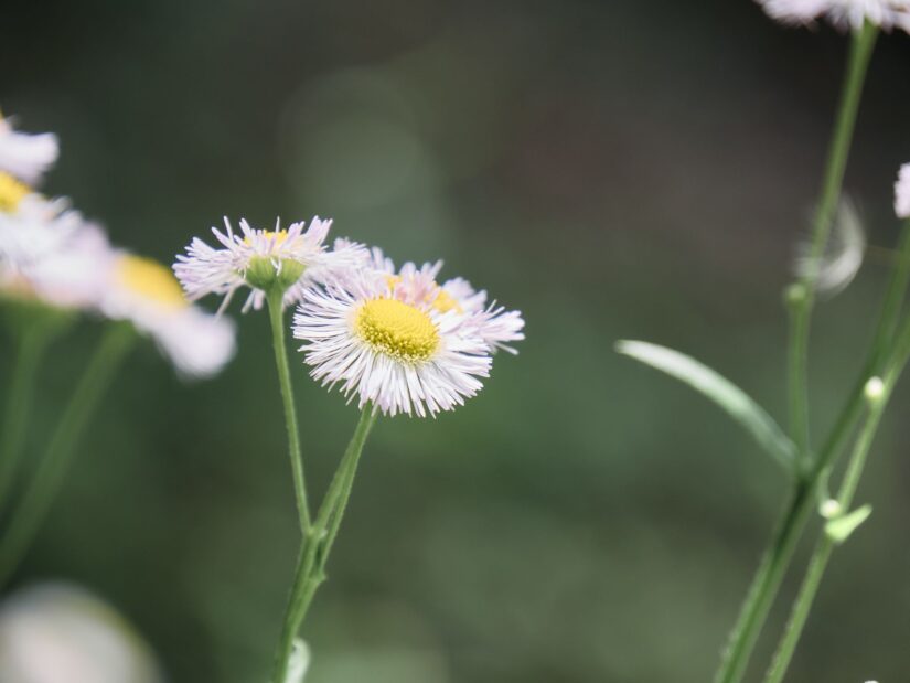 OM-5 ( f/5.6, 1/320sec, ISO-200, 140mm )