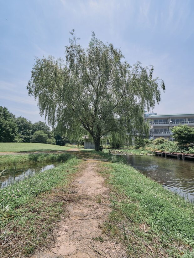 DC-G9M2 ( f/4, 1/1300sec, ISO-100, 8mm )