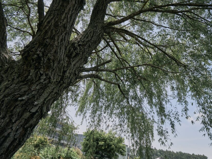 DC-G9M2 ( f/2.8, 1/1300sec, ISO-100, 8mm )