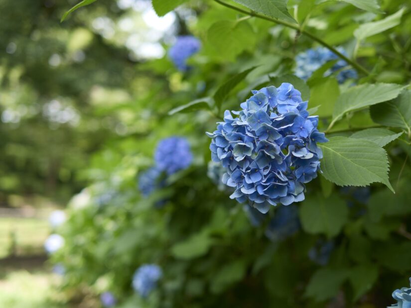 DC-G9M2 ( f/1.8, 1/320sec, ISO-100, 25mm )