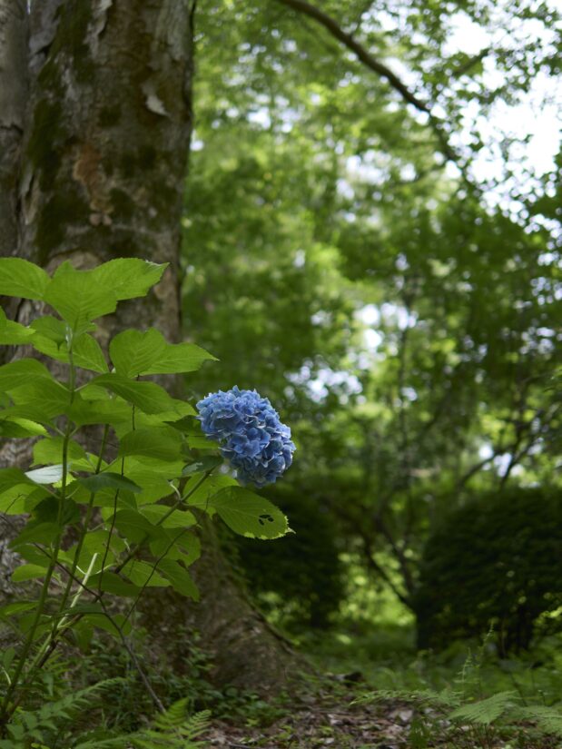 DC-G9M2 ( f/1.4, 1/500sec, ISO-100, 25mm )