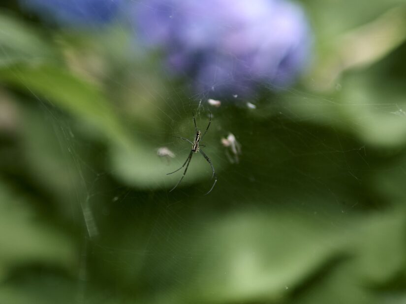 DC-G9M2 ( f/1.4, 1/1000sec, ISO-100, 25mm )