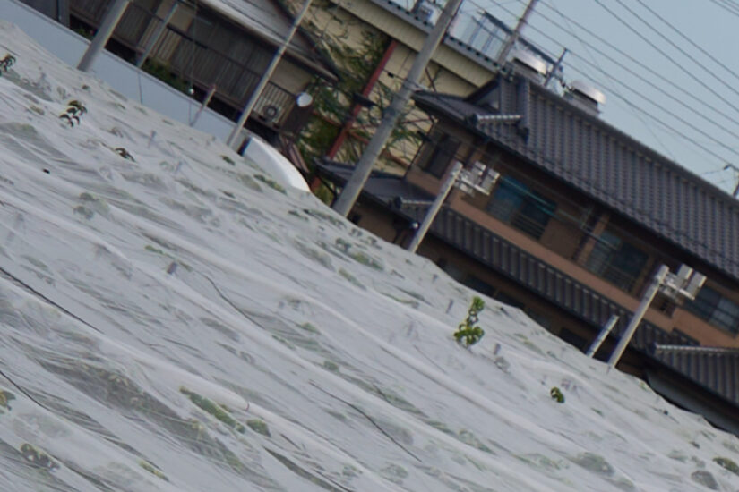 E 50-300mm F4.5-6.3 ( f/4.5, 1/800sec, ISO-100, 50mm )