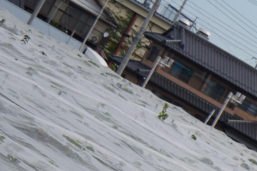 E 50-300mm F4.5-6.3 ( f/5.6, 1/500sec, ISO-100, 50mm )