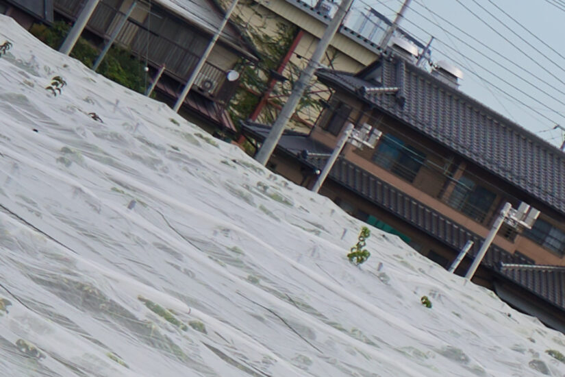 E 50-300mm F4.5-6.3 ( f/8, 1/250sec, ISO-100, 50mm )