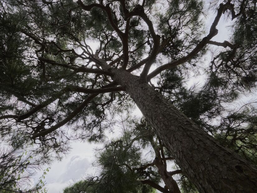OM-5 ( f/8, 1/320sec, ISO-200, 9mm )