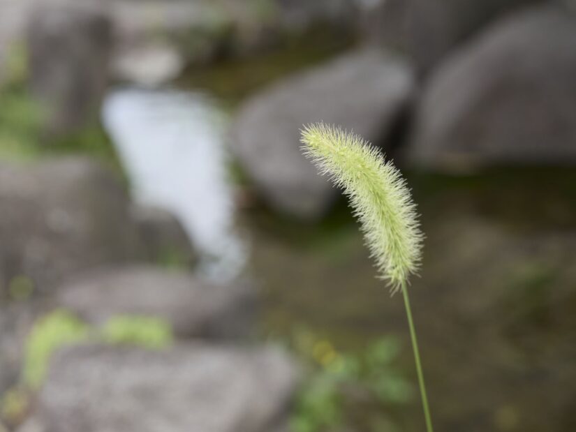 OM-5 ( f/5, 1/200sec, ISO-200, 40mm )