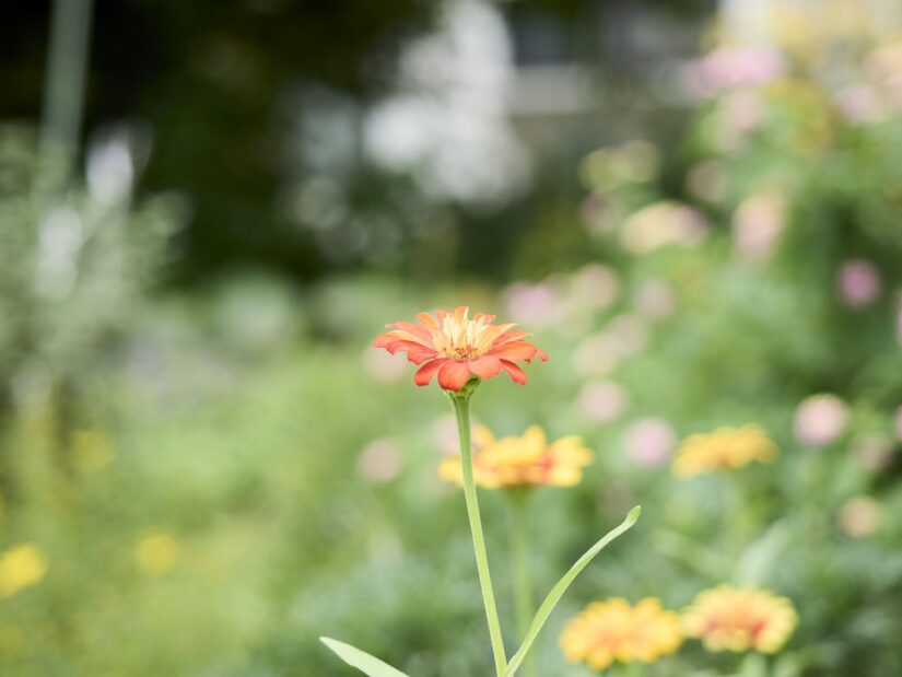 OM-5 ( f/2.8, 1/1000sec, ISO-200, 40mm )