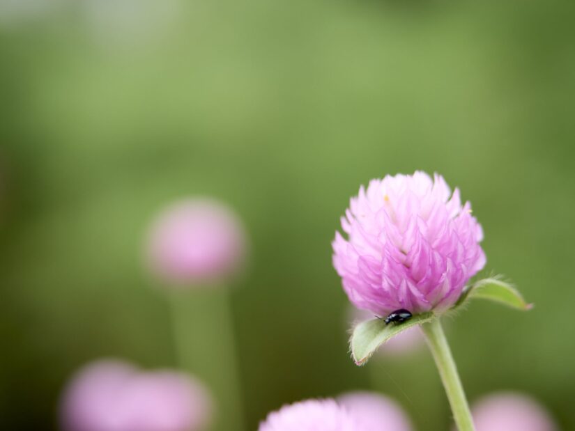 OM-5 ( f/2.8, 1/1250sec, ISO-200, 40mm )