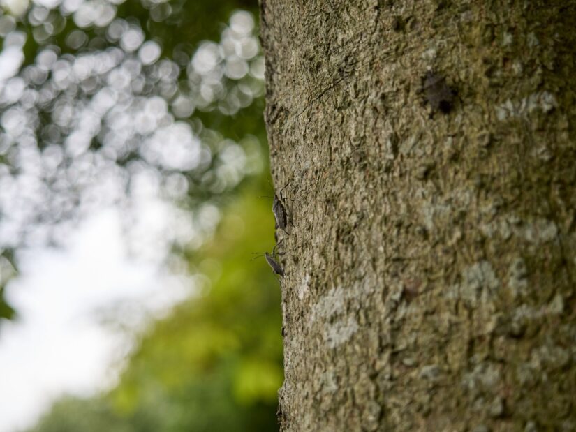 OM-5 ( f/2.8, 1/1250sec, ISO-200, 40mm )