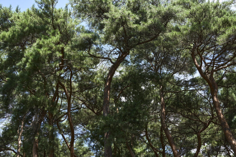 ILCE-7CM2 ( f/11, 1/50sec, ISO-250, 50mm )
