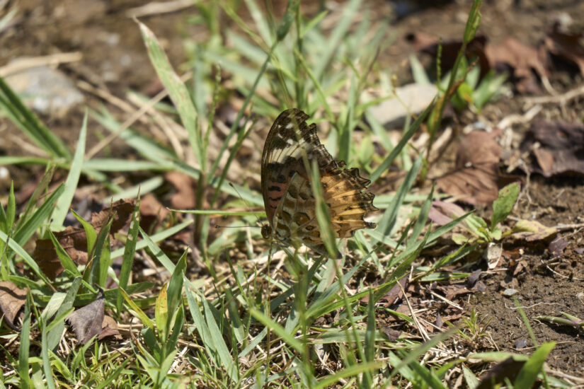 ILCE-7CM2 ( f/6.3, 1/320sec, ISO-125, 300mm )
