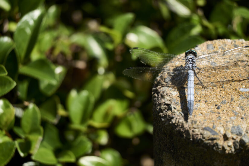 ILCE-7CM2 ( f/6.3, 1/320sec, ISO-160, 300mm )