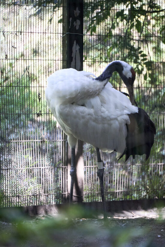 ILCE-7CM2 ( f/6.3, 1/320sec, ISO-3200, 300mm )