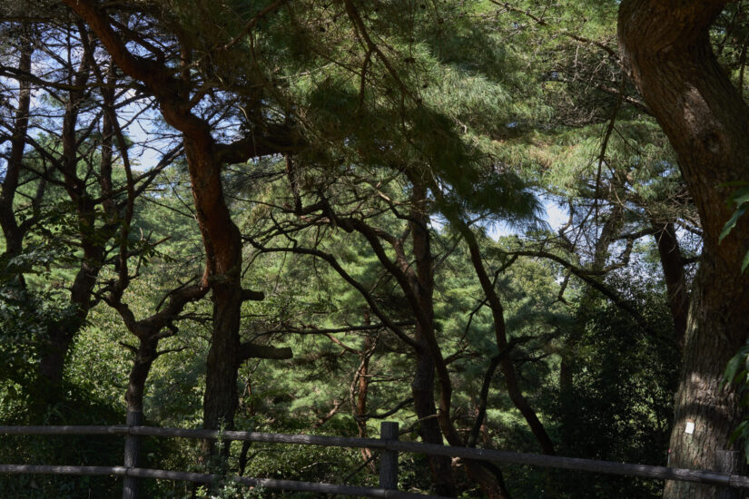ILCE-7CM2 ( f/14, 1/50sec, ISO-640, 50mm )