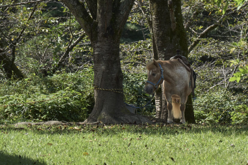 ILCE-7CM2 ( f/14, 1/320sec, ISO-1600, 300mm )