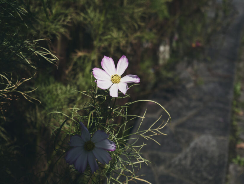 DC-GF9 ( f/5.6, 1/1300sec, ISO-200, 32mm )