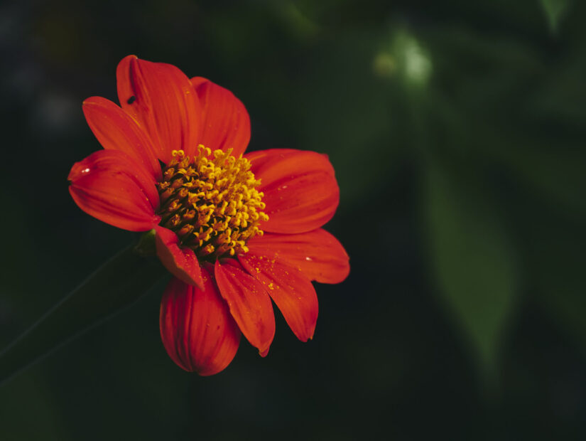 DC-GF9 ( f/5.6, 1/400sec, ISO-200, 140mm )