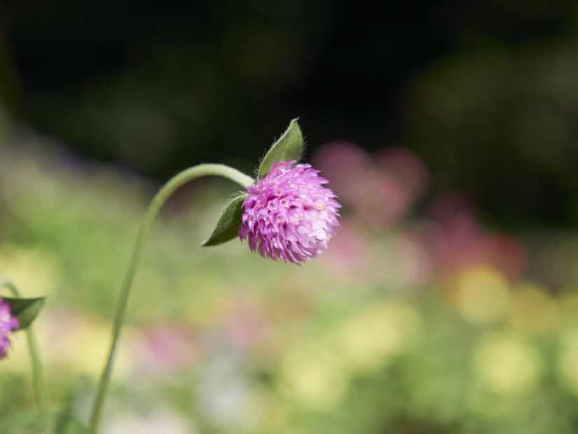 DC-GF9 ( f/2.8, 1/3200sec, ISO-200, 35mm )