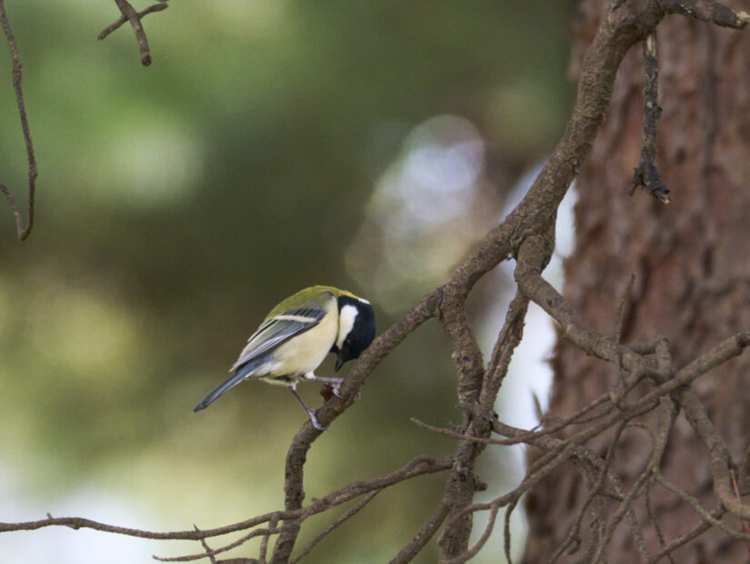 DC-G9M2 ( f/16, 1/160sec, ISO-3200, 800mm )