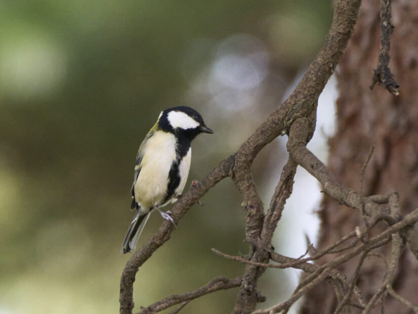 DC-G9M2 ( f/16, 1/160sec, ISO-3200, 800mm )