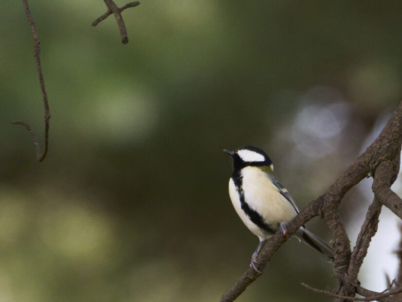 DC-G9M2 ( f/16, 1/160sec, ISO-3200, 800mm )