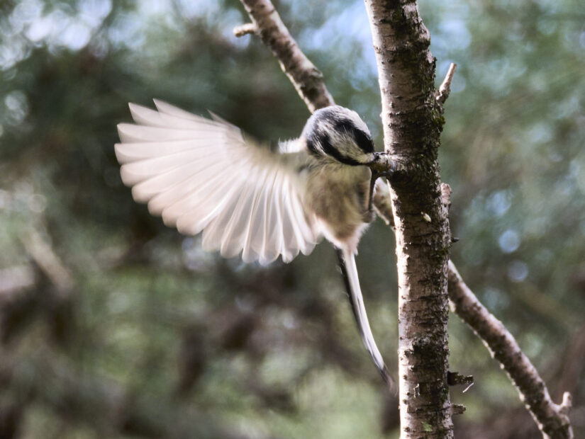 DC-G9M2 ( f/16, 1/160sec, ISO-2500, 420mm )