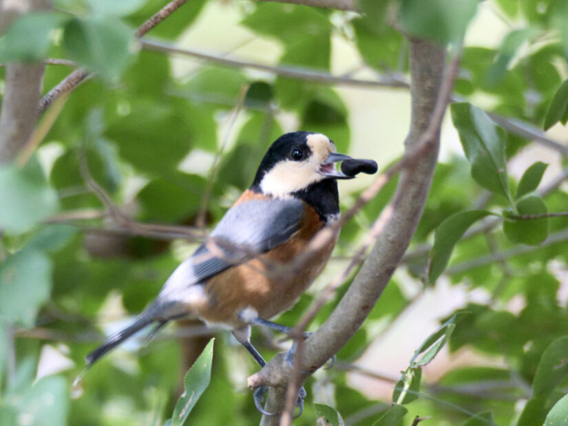 DC-G9M2 ( f/10, 1/40sec, ISO-3200, 420mm )