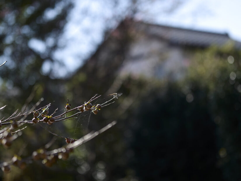 DC-G9M2 ( f/1.4, 1/2500sec, ISO-100, 56mm )