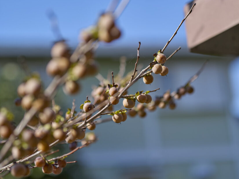 DC-G9M2 ( f/1.6, 1/3200sec, ISO-100, 56mm )