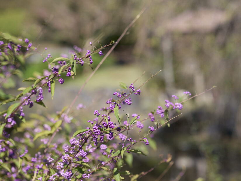 DC-G9M2 ( f/2, 1/2000sec, ISO-100, 56mm )