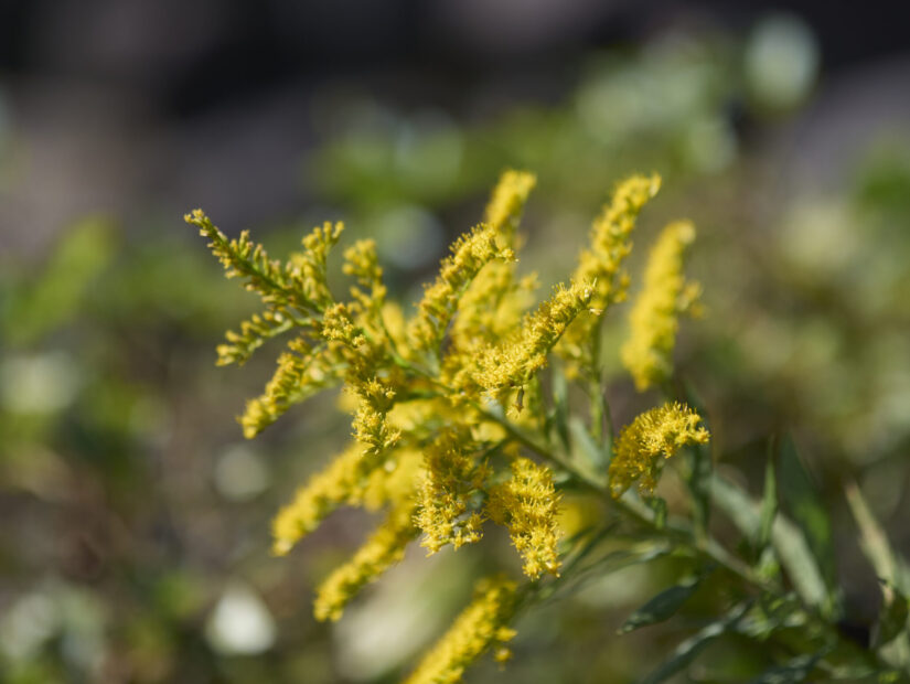 DC-G9M2 ( f/1.4, 1/5000sec, ISO-100, 56mm )