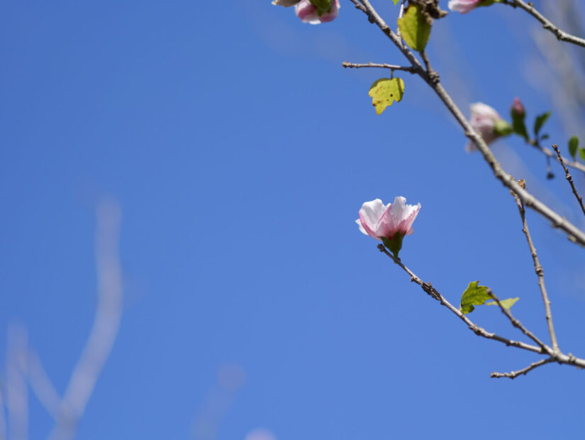 DC-G9M2 ( f/1.4, 1/5000sec, ISO-100, 56mm )