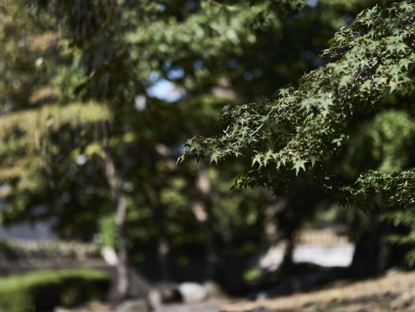 DC-G9M2 ( f/1.4, 1/2500sec, ISO-100, 56mm )