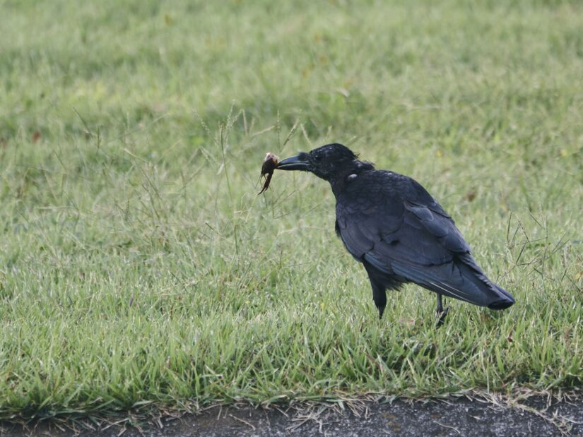 DC-G9M2 ( f/4, 1/500sec, ISO-250, 200mm )