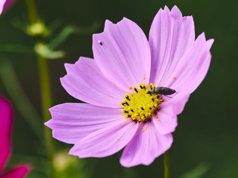 DC-G9M2 ( f/5.6, 1/500sec, ISO-160, 200mm )