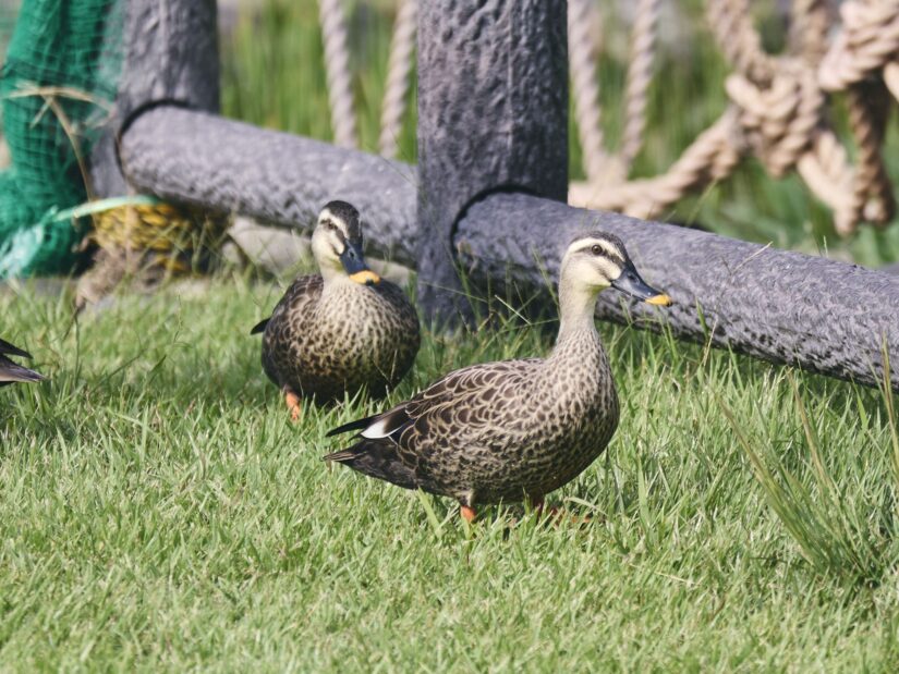 DC-G9M2 ( f/4, 1/1000sec, ISO-200, 200mm )