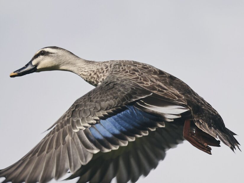 DC-G9M2 ( f/4, 1/1000sec, ISO-100, 200mm )