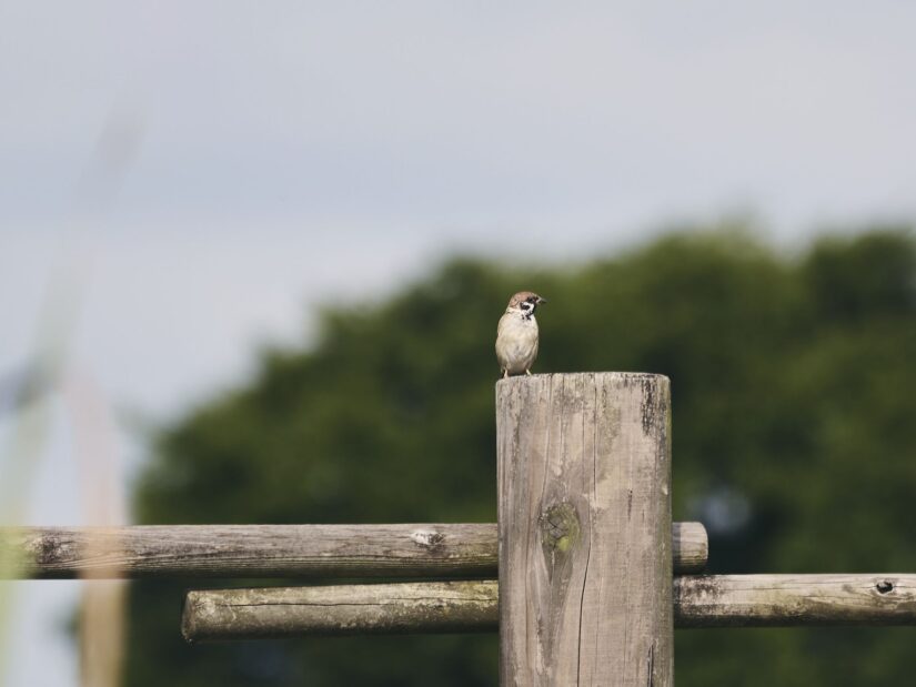 DC-G9M2 ( f/4, 1/1000sec, ISO-100, 200mm )