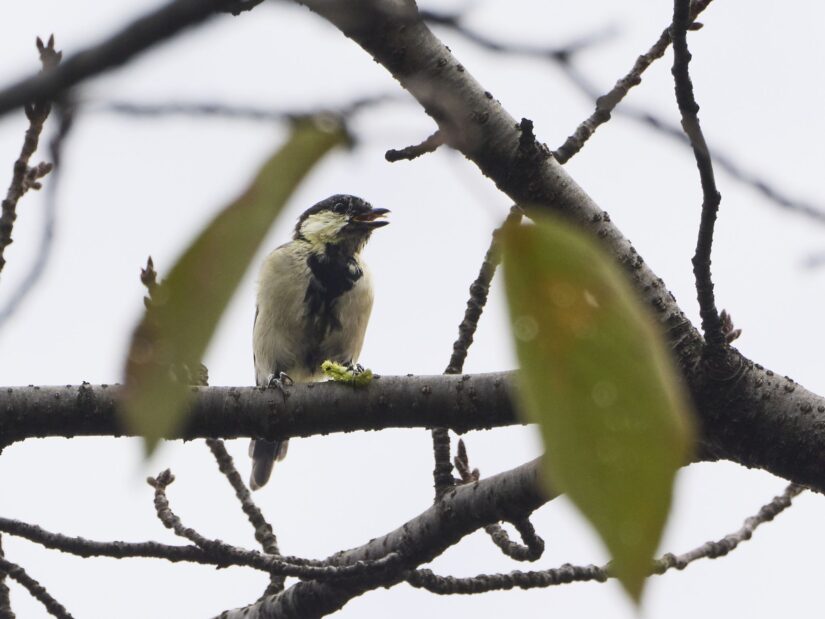 DC-G9M2 ( f/13, 1/640sec, ISO-320, 400mm )