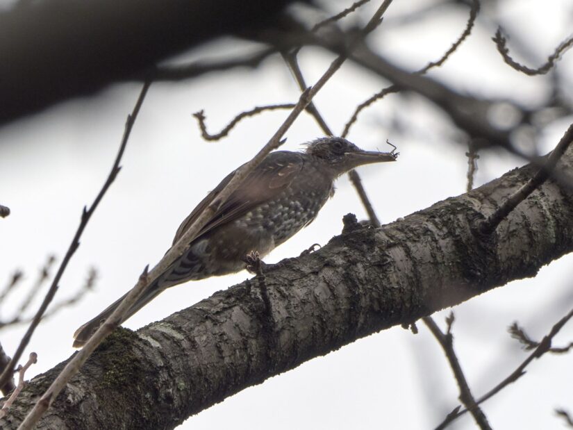 DC-G9M2 ( f/13, 1/640sec, ISO-320, 400mm )